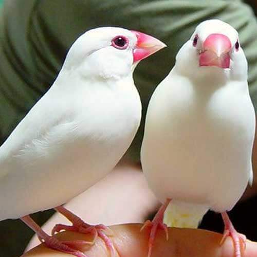 Finches pair