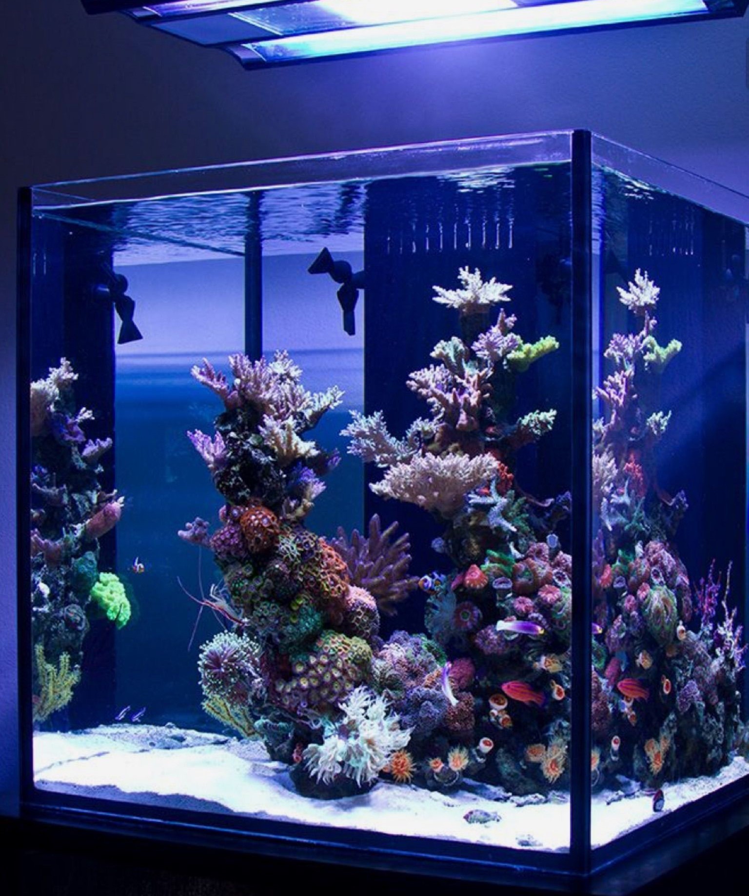 Huge home reef aquarium